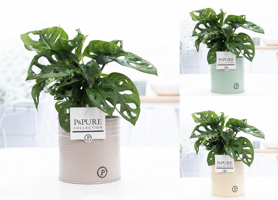 Monstera adansonii 20cm 12cm Pot