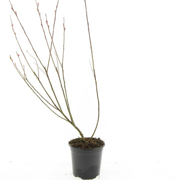 Salix gracilistyla Mount Aso 10cm 14cm Pot