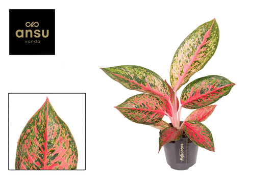 Ansu Aglaonema Lychee Red Pack of 6
