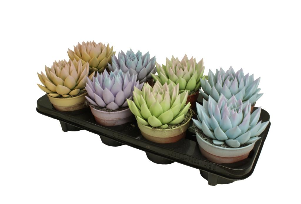Echeveria colored Pastel mix 15cm 12cm Pot