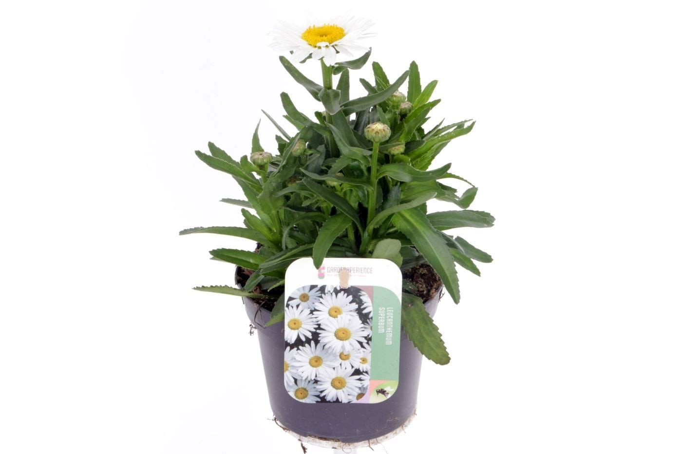 Leucanthemum vulgare 3cm 13cm Pot