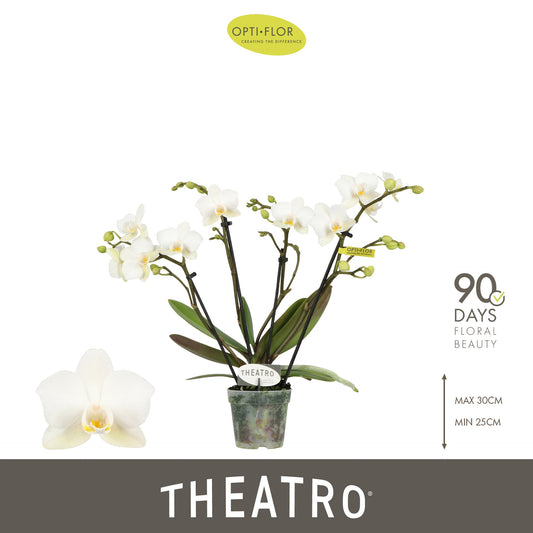 Phalaenopsis mf. Theatro Funk 30cm 7cm Pot