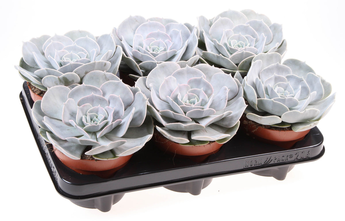Echeveria Pollux 15cm 12cm Pot
