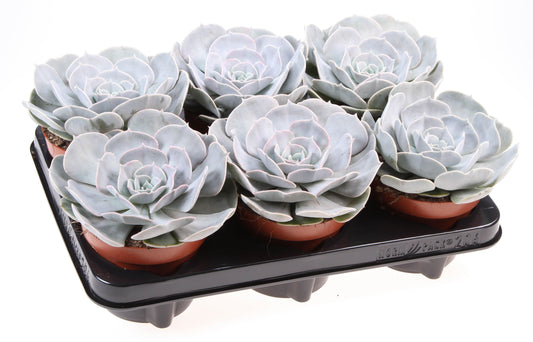 Echeveria Pollux 15cm 12cm Pot