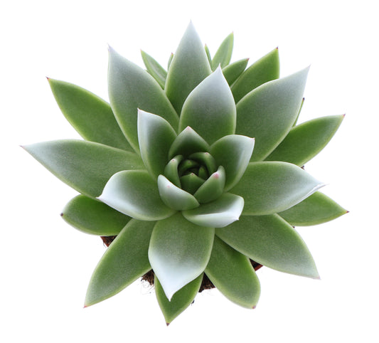 Miranda tips white 12cm 510cm Pot