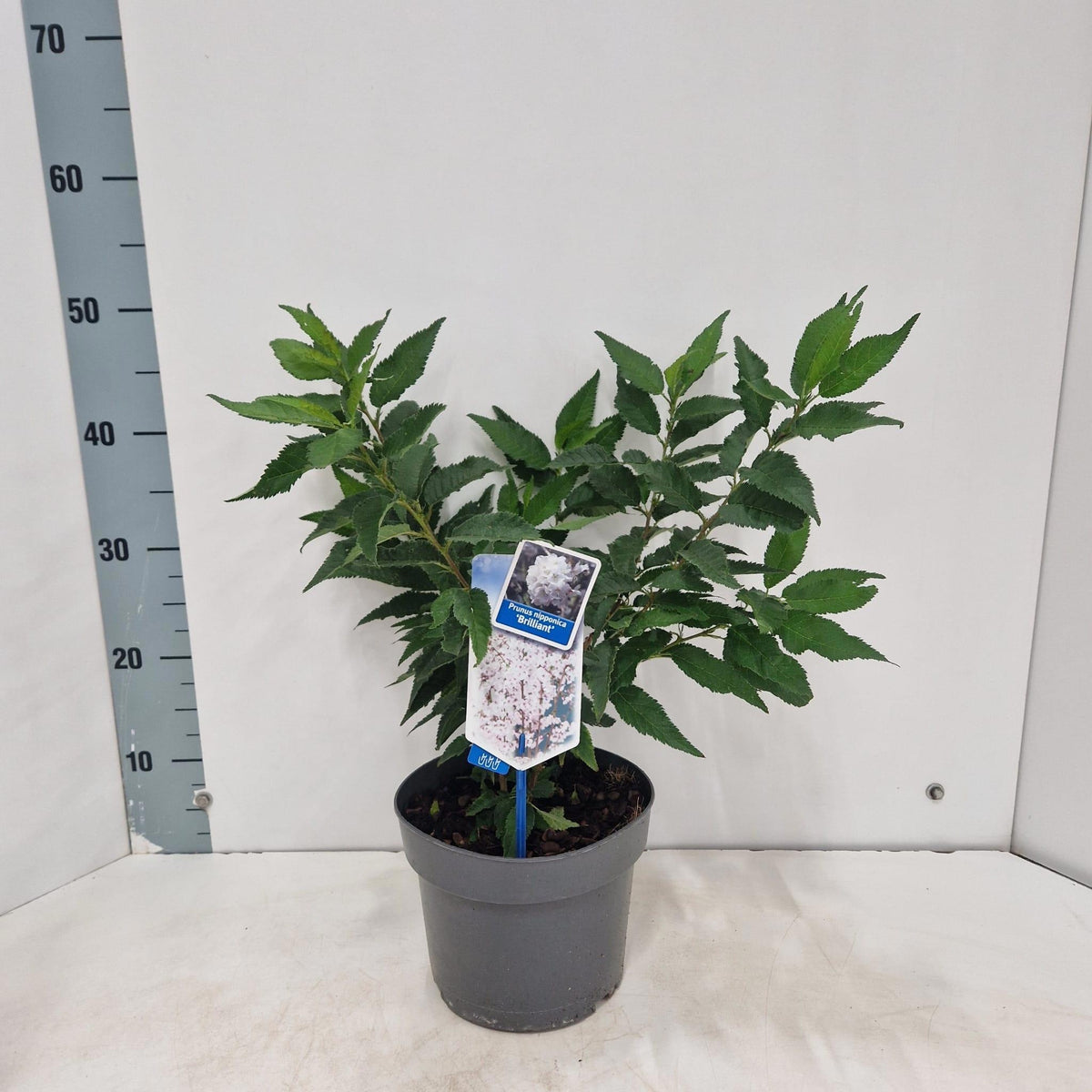 Prunus nip. Brilljant 45cm 19cm Pot