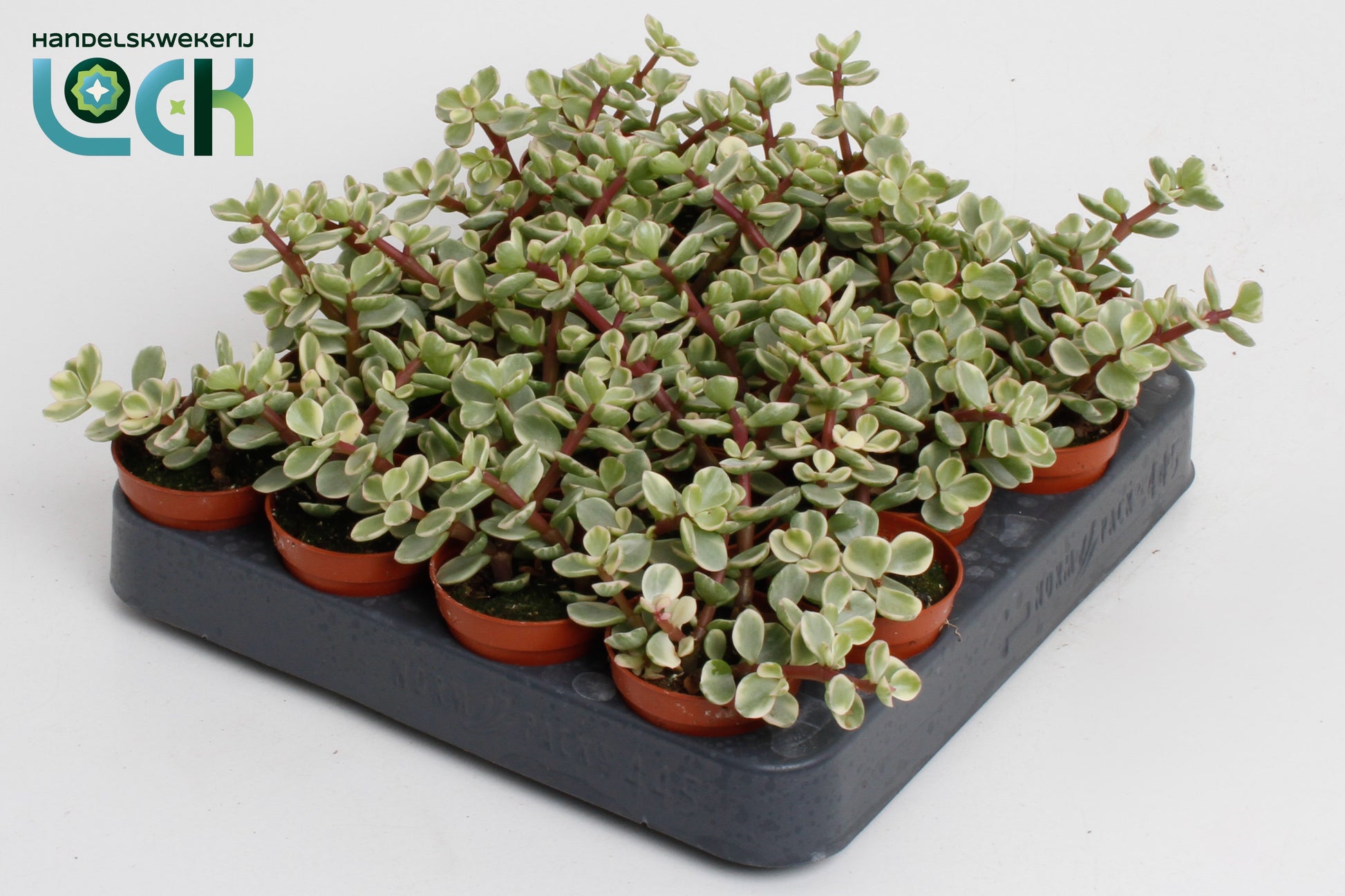 Portulacaria afra Variegata 10cm 5.5cm Pot