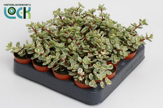 Portulacaria afra Variegata 10cm 5.5cm Pot