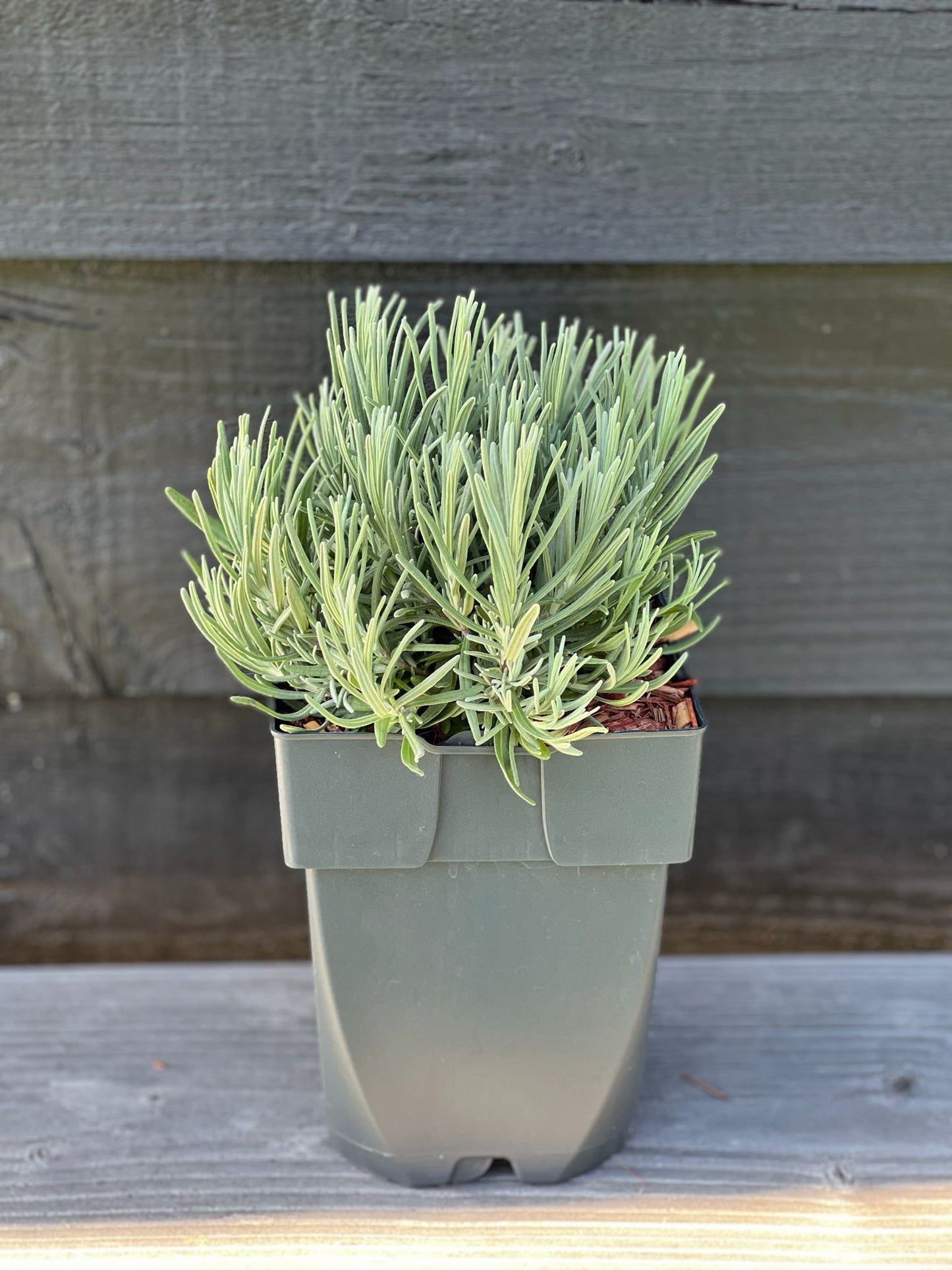 Lavandula Munstead 35cm 17cm Pot