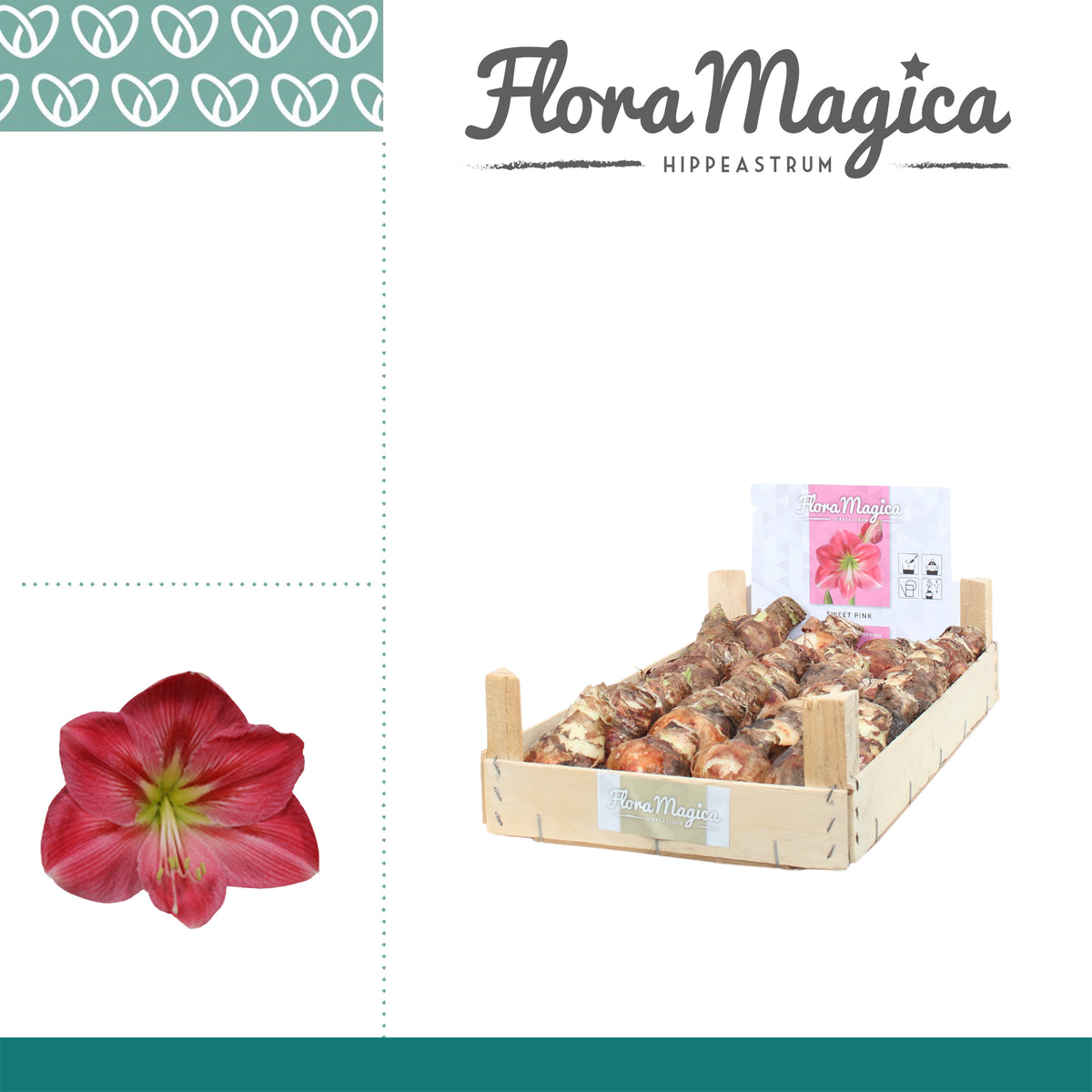 Hippeastrum (dry bulb)