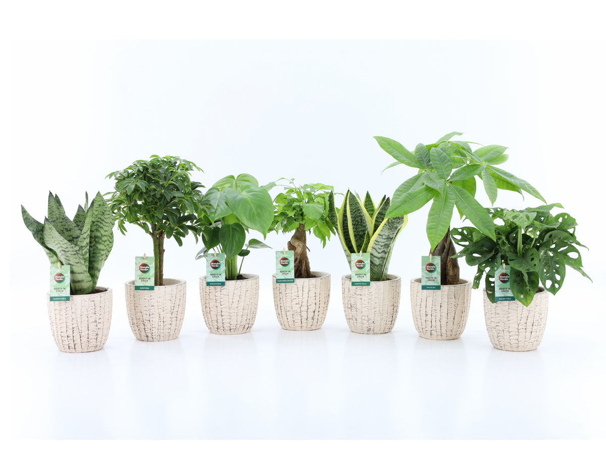 Foliage houseplants mix 35cm 13cm Pot