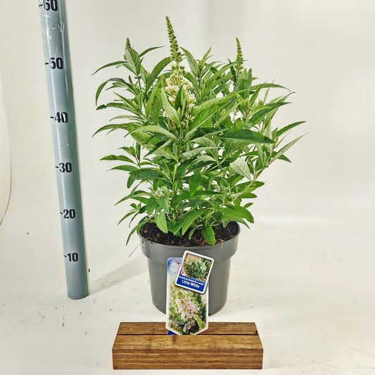 Buddleja Butterfly Candy Little White 50cm 23cm Pot
