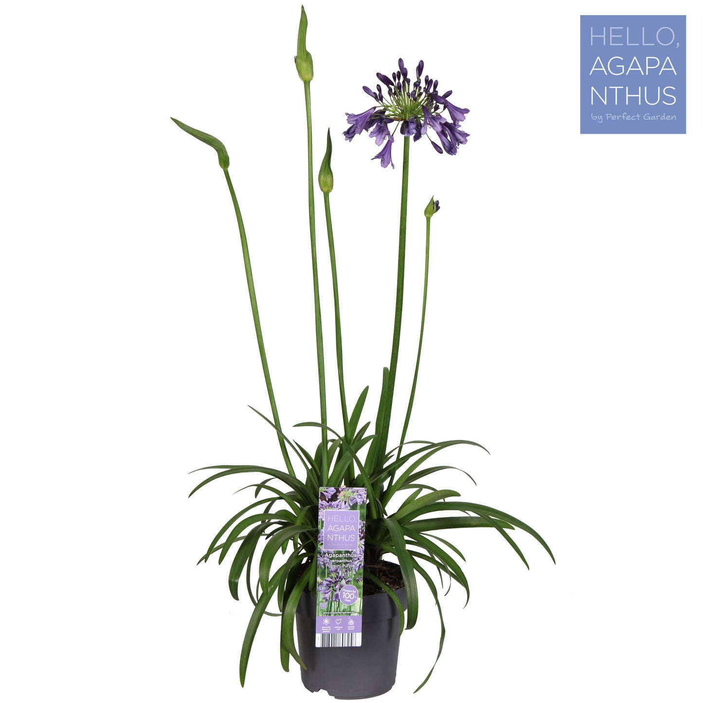 Agapanthus Poppin Purple 70cm 17cm Pot