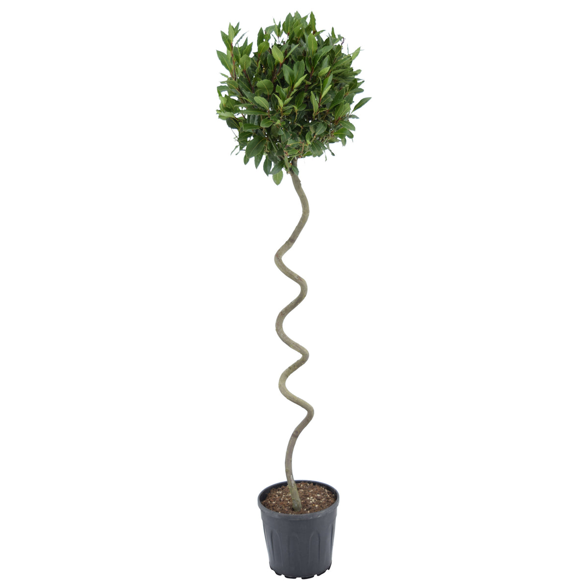 Laurus nobilis 150cm 25cm Pot