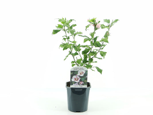 Hibiscus syriacus Hamabo 40cm 17cm Pot