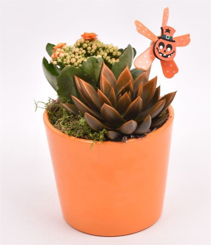 JS-Creations Indoor arrangement Pack of 11