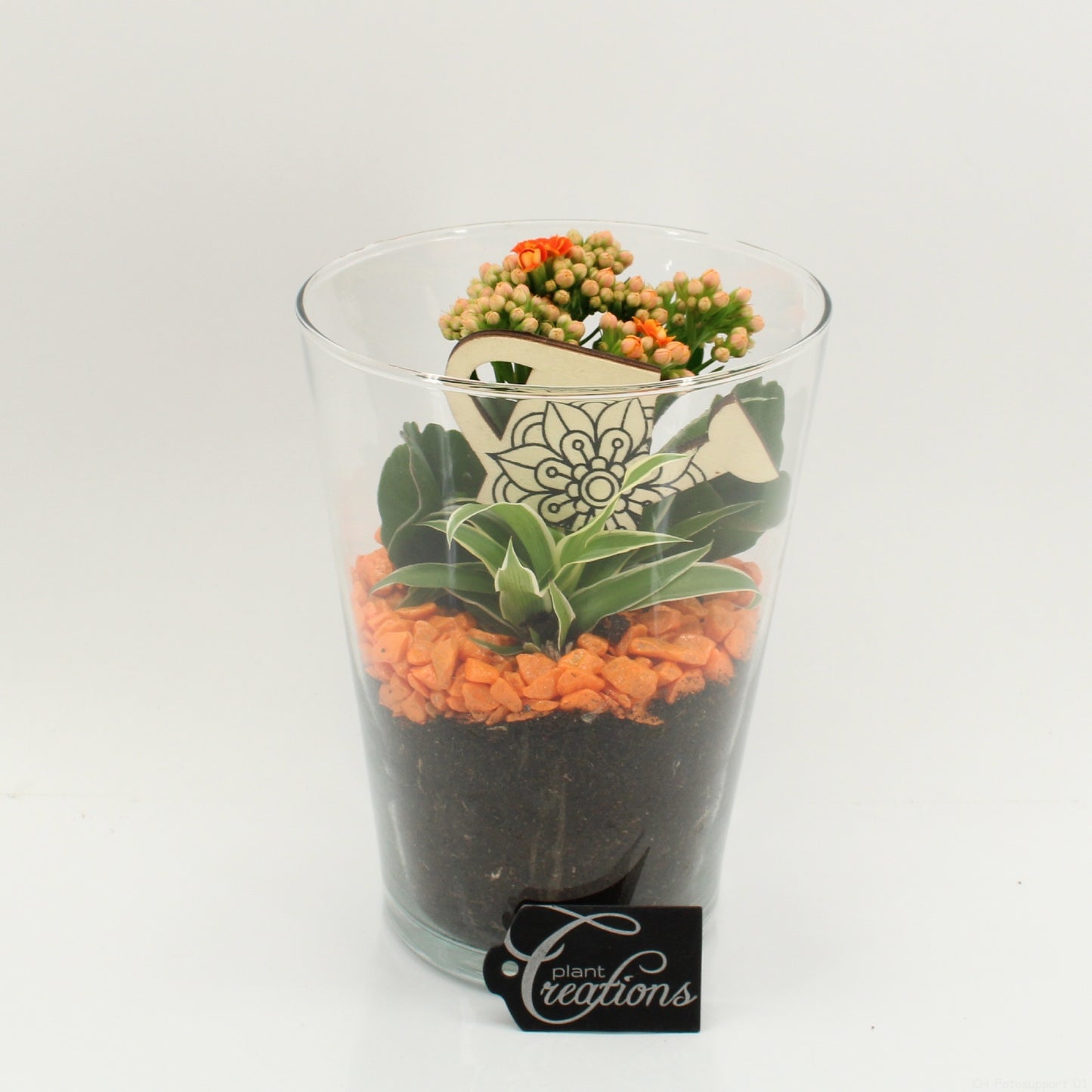 Indoor Flowering arrangement 20cm 14cm Pot