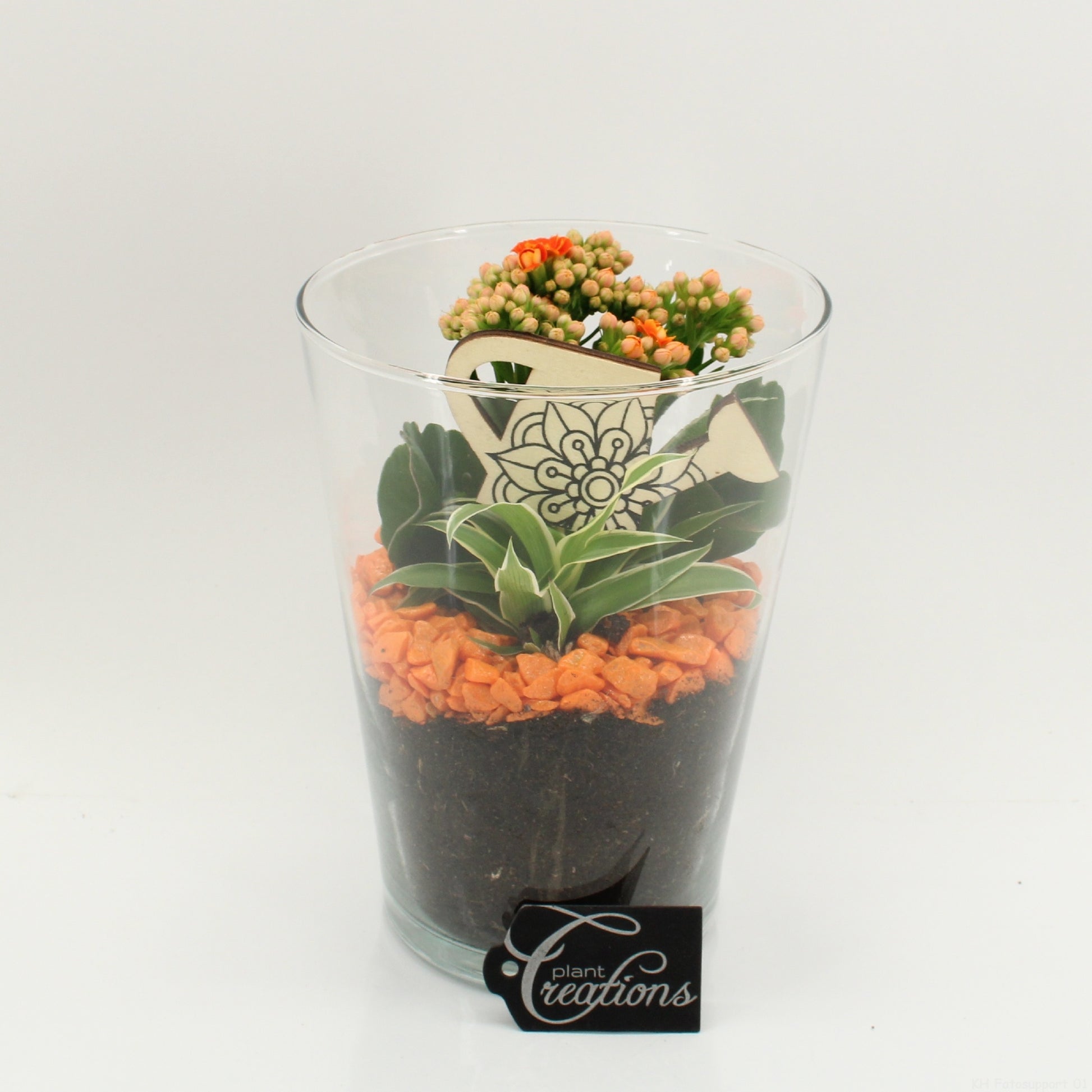 Indoor Flowering arrangement 20cm 14cm Pot