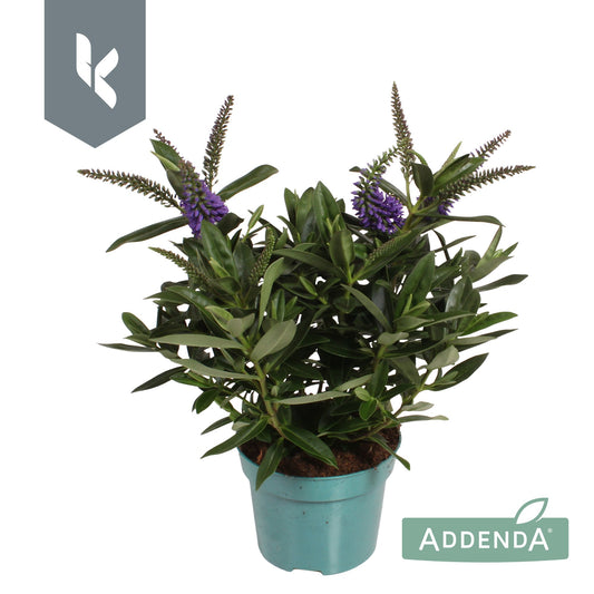 Hebe Hebedonna Britta 25cm 12cm Pot