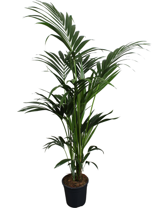 Howea forsteriana 180cm 24cm Pot
