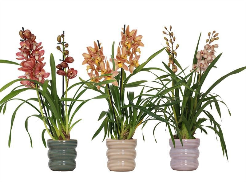 Cymbidium mix 55cm 12cm Pot