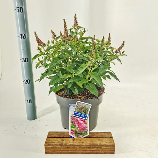 Buddleja Butterfly Candy Little Pink 45cm 23cm Pot