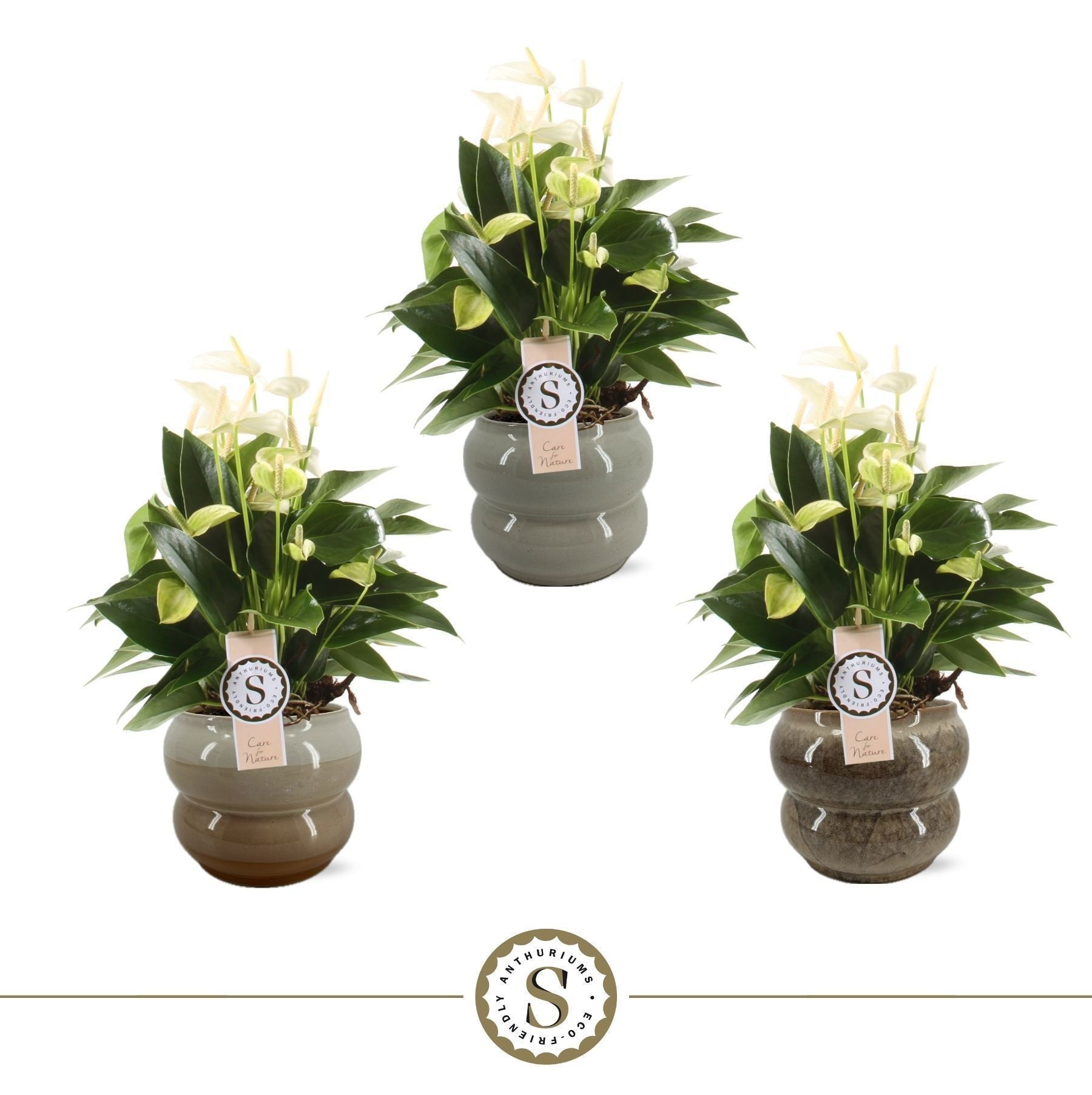 Anthurium White Champion 45cm 14cm Pot