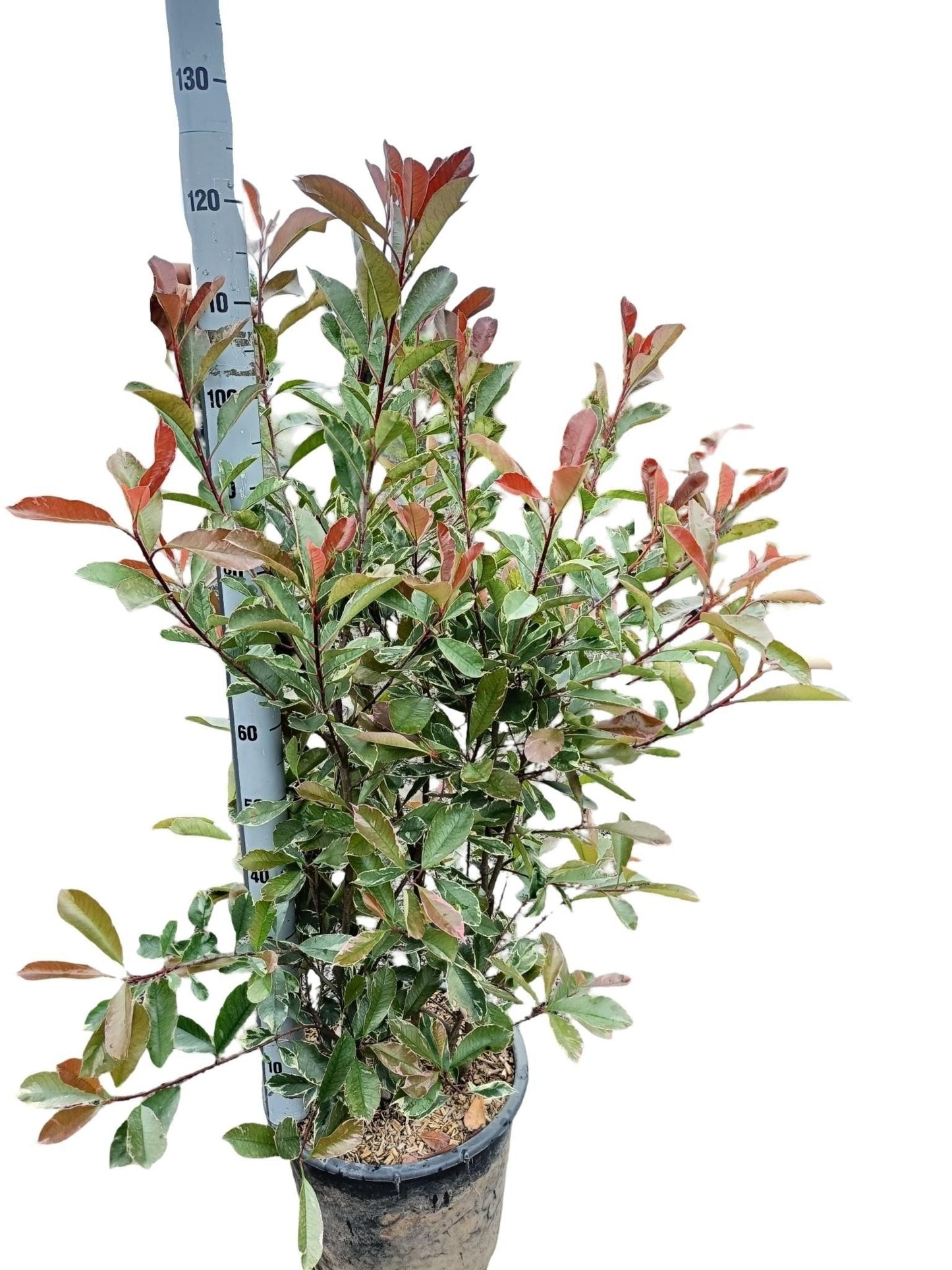 Photinia Pink Marble 150cm 40cm Pot