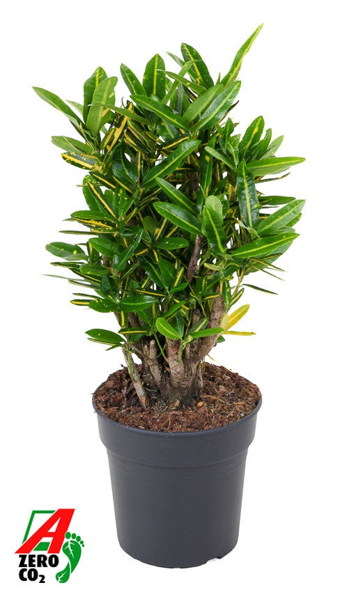 Codiaeum Sunny Star 70cm 21cm Pot