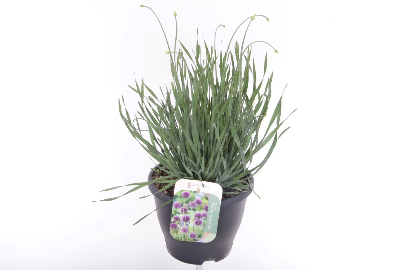 Allium mix 50cm 23cm Pot