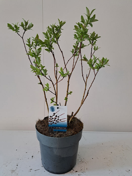 Salix gracilistyla Melanostachys 70cm 19cm Pot