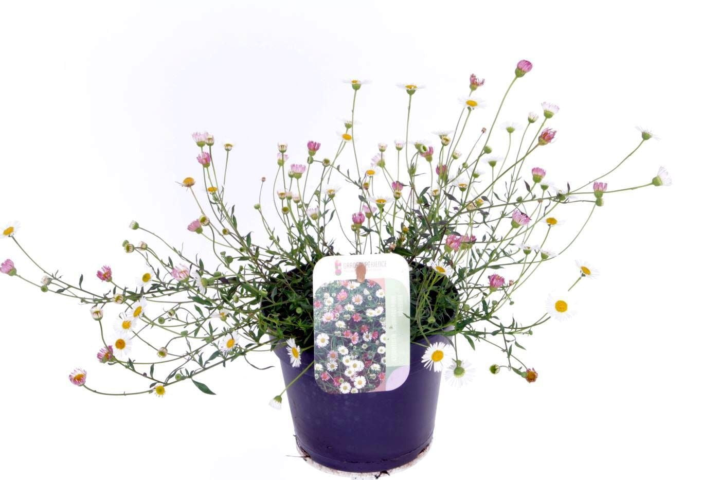 Noordpoel BV, Kw. de Erigeron karvinskianus Pack of 8