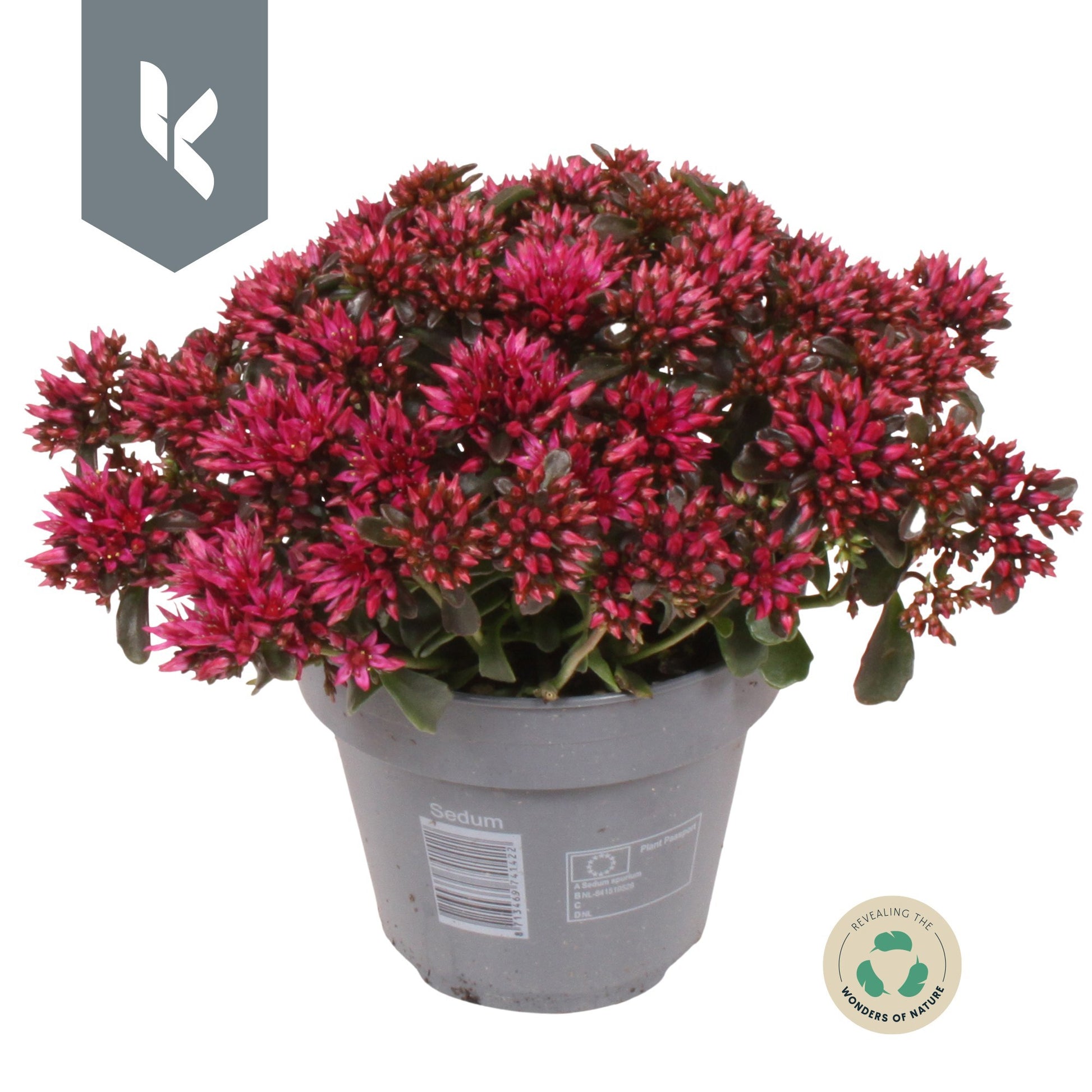 Sedum Spot on Deep Rose 25cm 12cm Pot