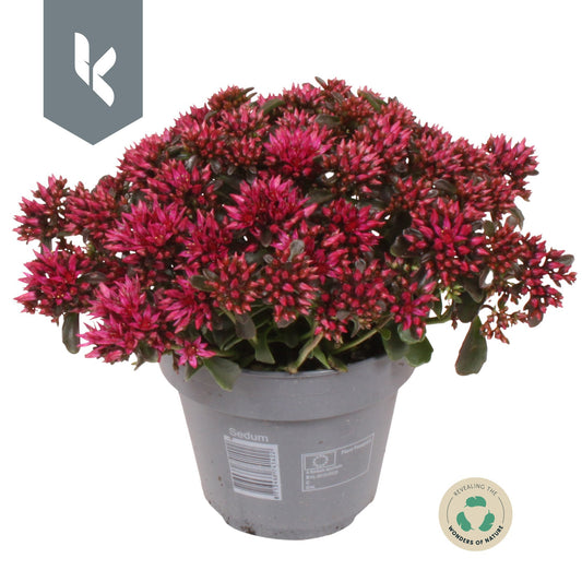 Sedum Spot on Deep Rose 25cm 12cm Pot