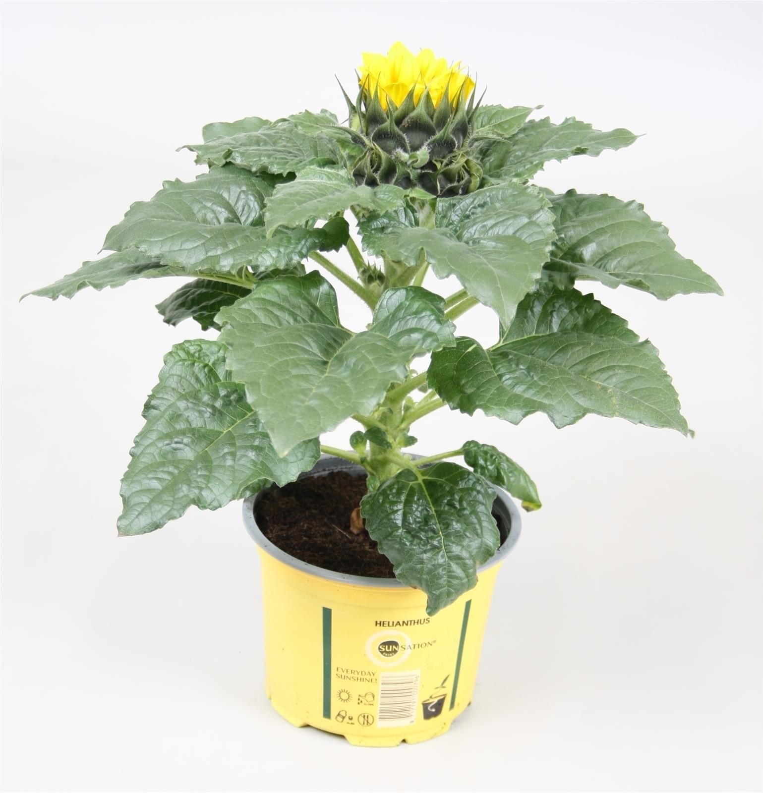 Kap-Tiegelaar. Kwekerij Helianthus ann. Sunsation stage 2 Pack of 8