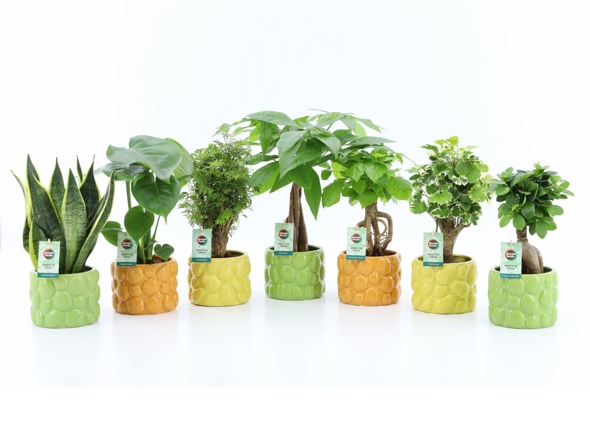 Foliage houseplants mix 35cm 15cm Pot