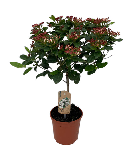 Viburnum tinus Gwenllian 45cm 14cm Pot