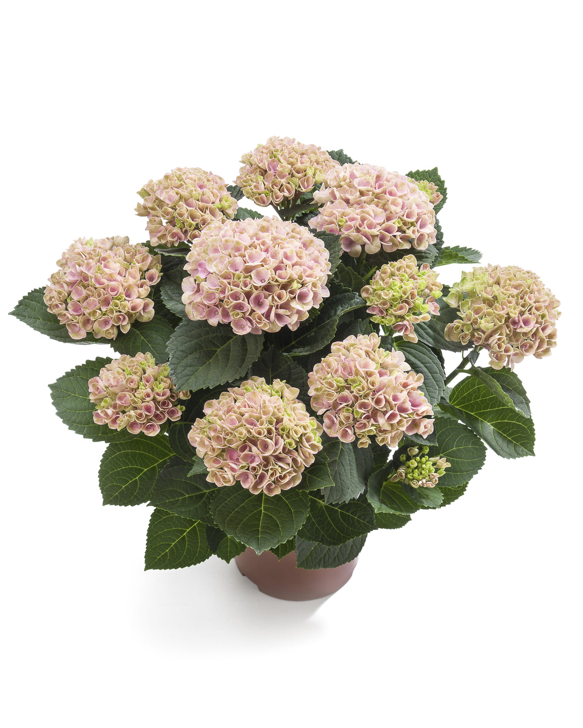 Hydrangea macrophylla Magical Revolution pink 35cm 14cm Pot