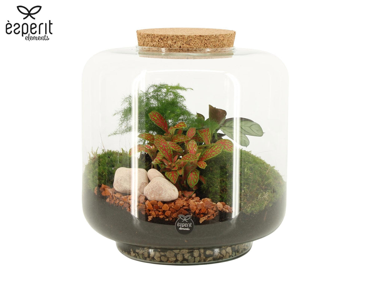Glass Terrarium 24cm 24cm Pot