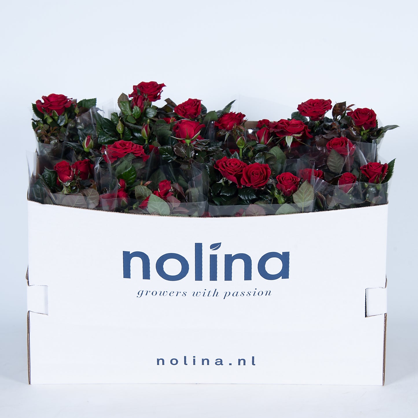 Rosa red 36cm 13cm Pot