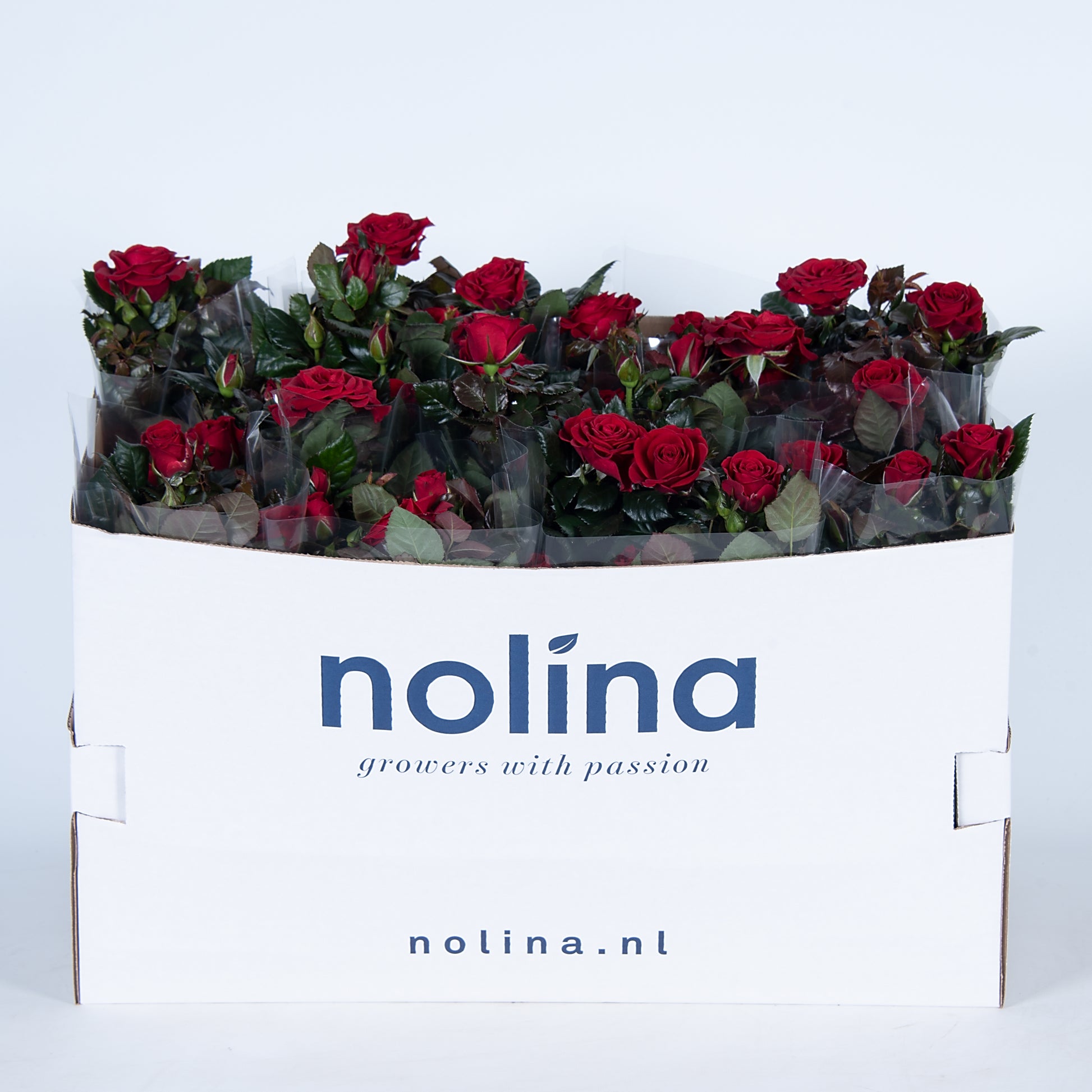Rosa red 36cm 13cm Pot