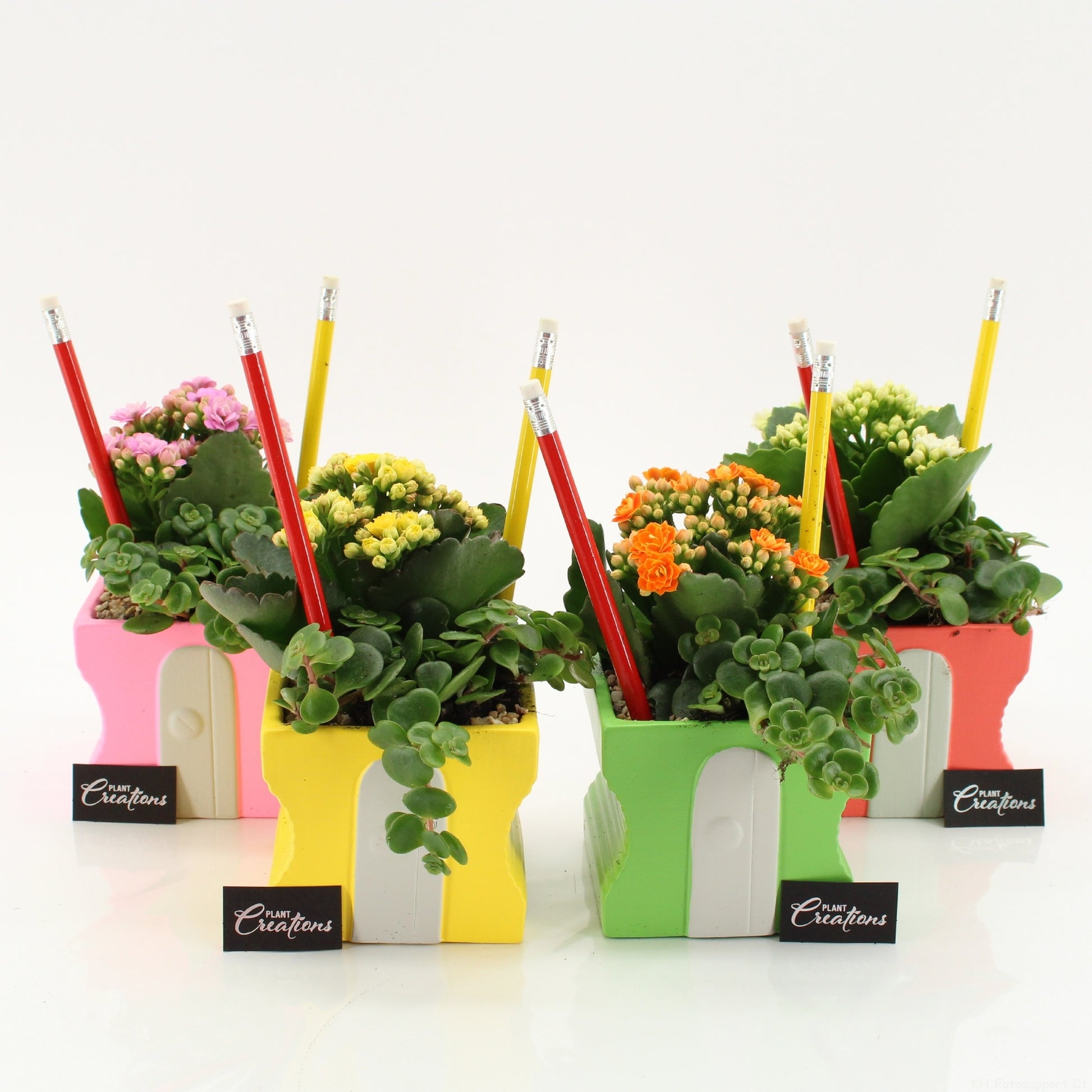 Indoor Flowering arrangement 20cm 10cm Pot