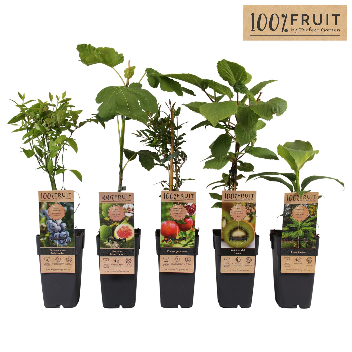 Fruit shrubs mix 50cm 15cm Pot