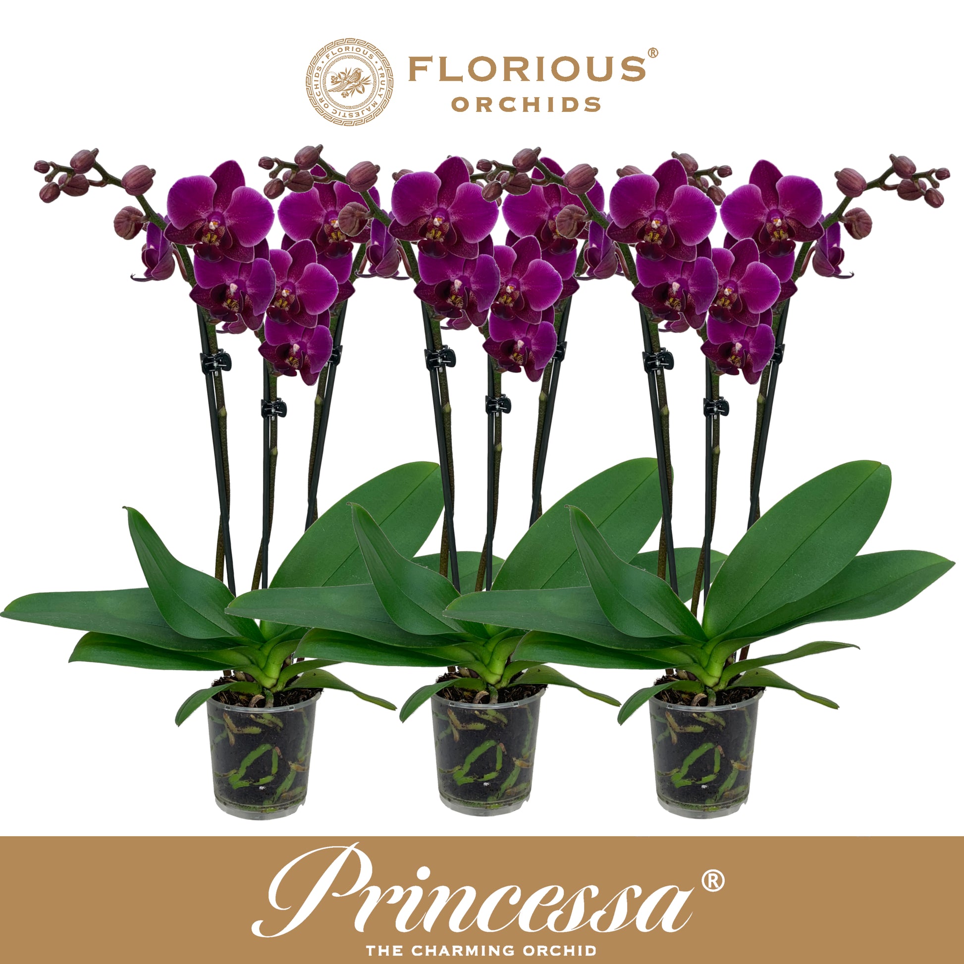 Florious Orchids Phalaenopsis purple Pack of 12