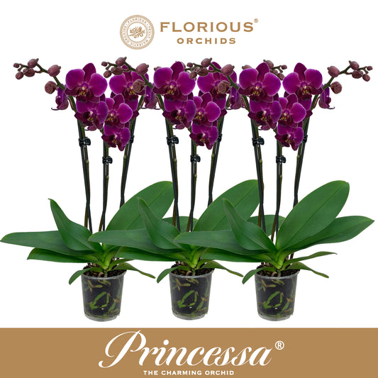 Phalaenopsis purple 40cm 9cm Pot