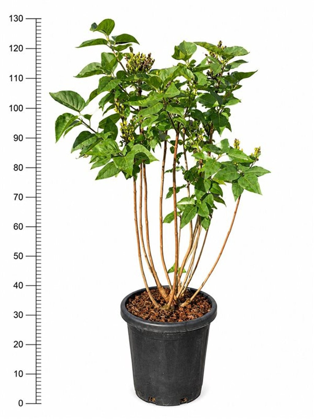 Syringa vulgaris Ruhm von Horstenstein 130cm 38cm Pot