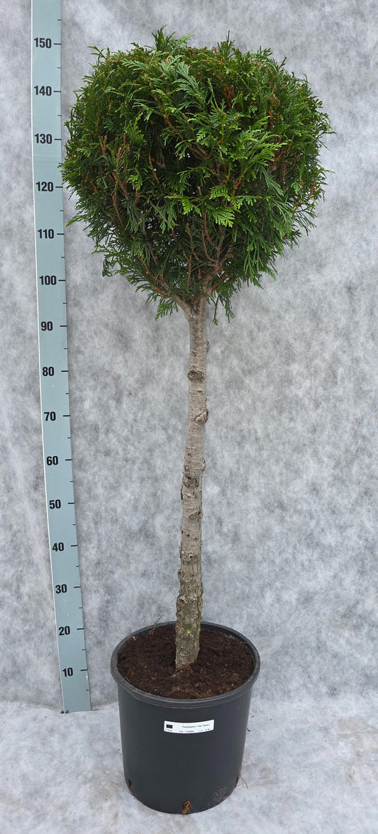 Thuja plicata Atrovirens 150cm 31cm Pot