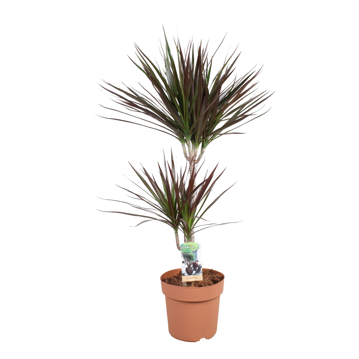 Dracaena Magenta 90cm 21cm Pot