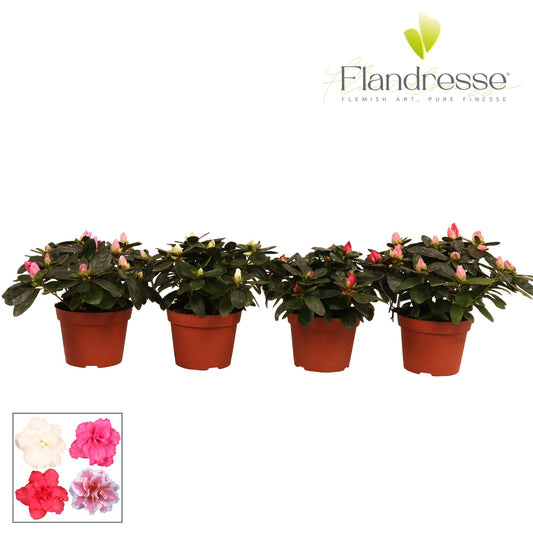 FlorAmor Rhododendron simsii mix Pack of 12