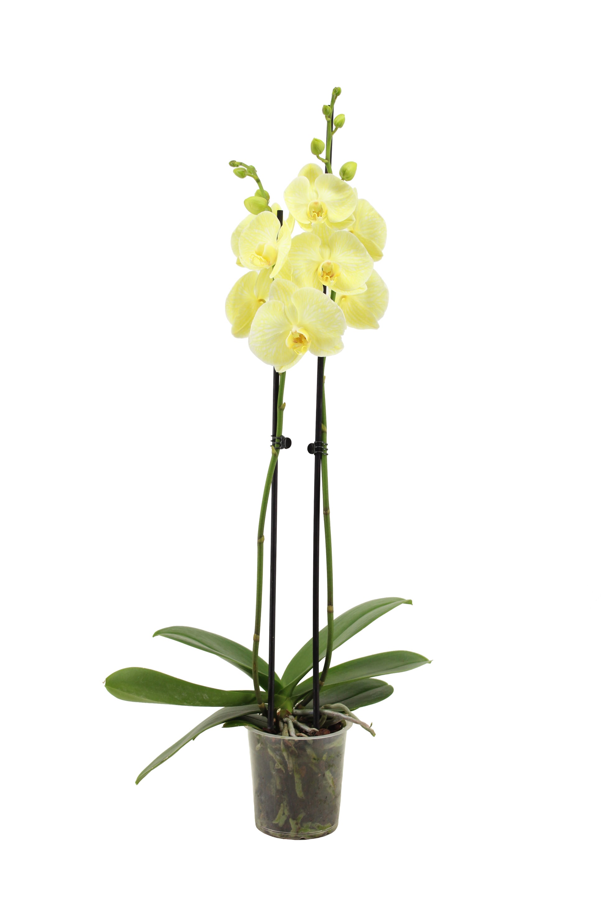 Phalaenopsis Hybrid 55cm 12cm Pot